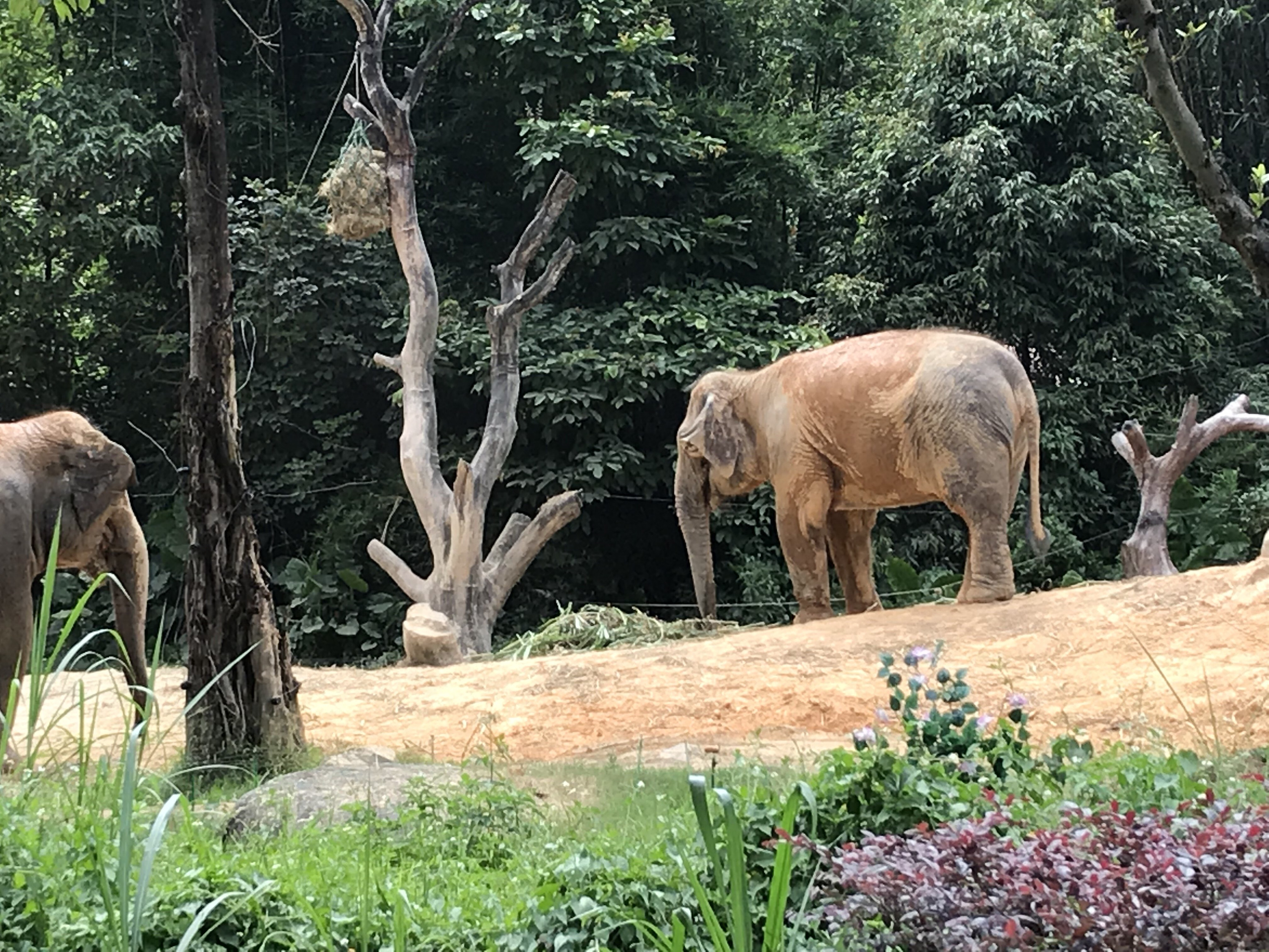 广州长隆野生动物世界之行,广州长隆野生动物世界游玩攻略图