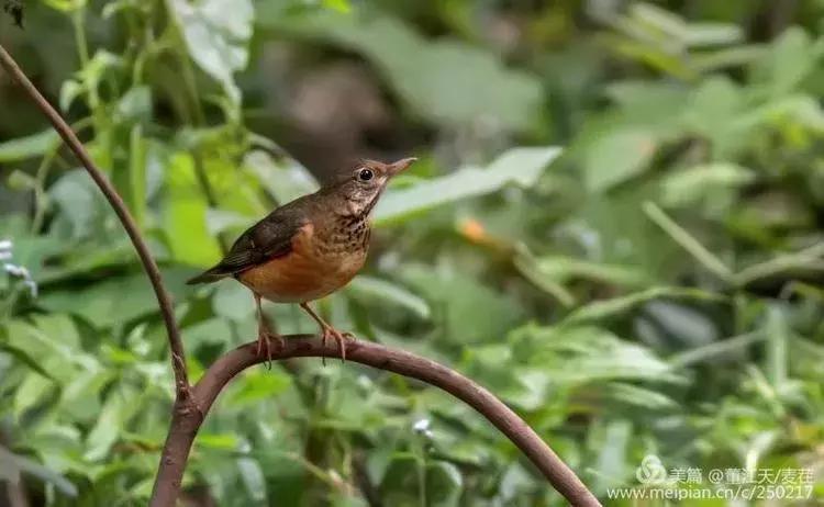 滇西拍鸟攻略,滇西观鸟的图片