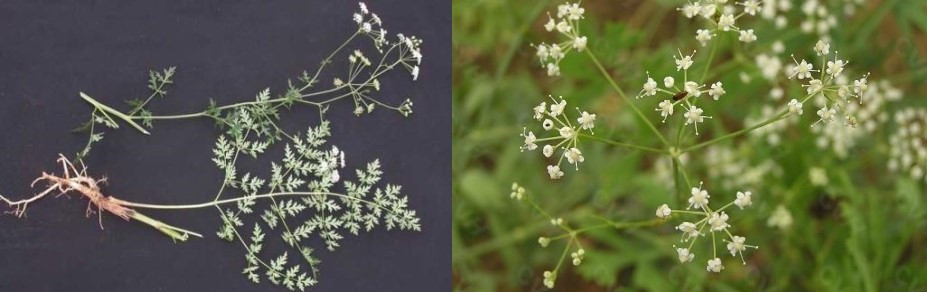 沐浴露艾叶,艾叶奢养沐浴露