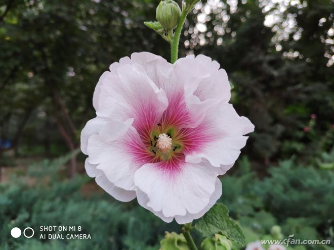 骁龙845最便宜手机,8000元的小米8骁龙845最新报价