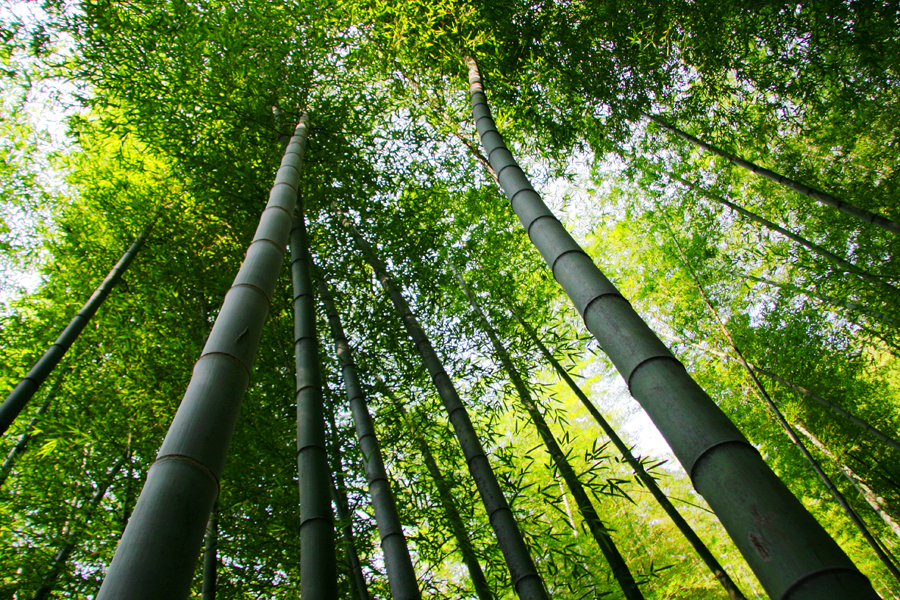 宜兴竹海和南山竹海哪个值得一去,宜兴竹海寻一方仙境嗅自然之香