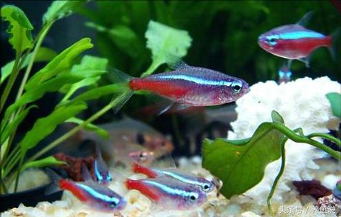 怎么养斗鱼孔雀鱼最好呢,孔雀鱼和斗鱼混养怎么养