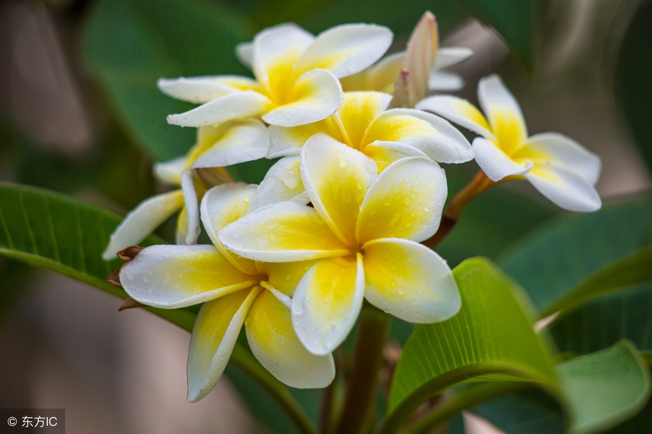 99个珍贵秘方,99种养生秘诀