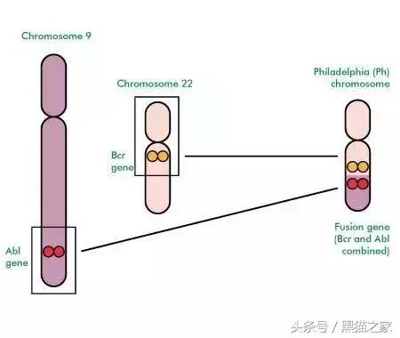 印度仿制白血病特效药,专治疗白血病的印度仿制药