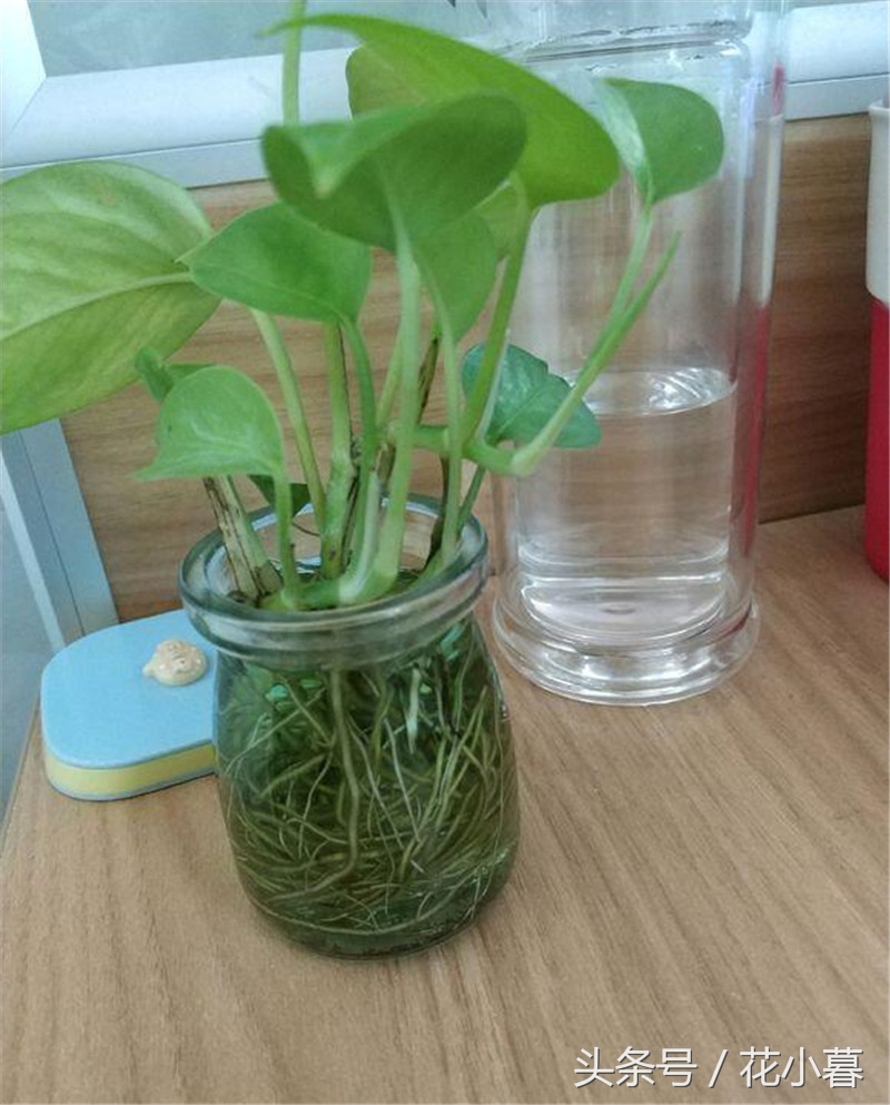 水培绿萝怎么养才能长得茂盛,水培绿萝怎样养才能长得茂盛