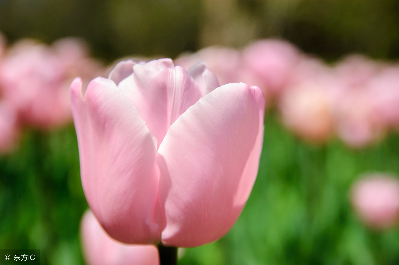 99个珍贵秘方,99种养生秘诀