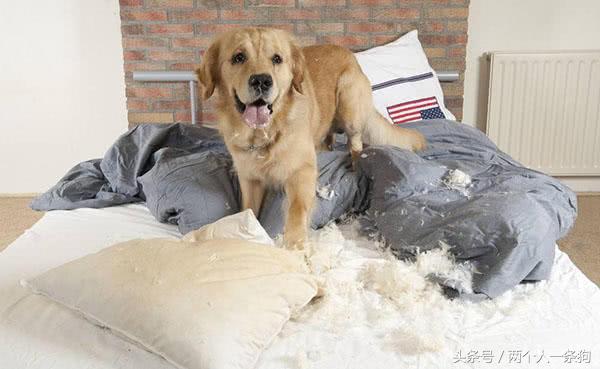 宠物在家搞破坏,狗狗在家搞破坏的视频