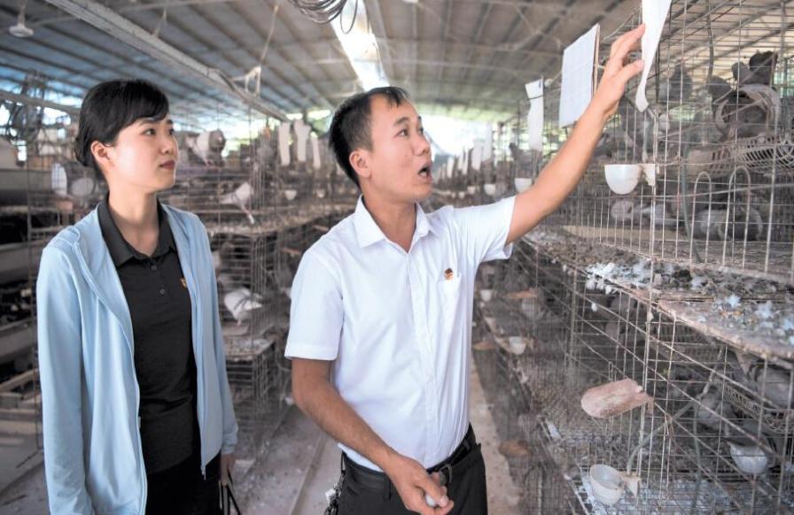 广西南宁：“鸽书记”创业带富，贫困户争相脱贫