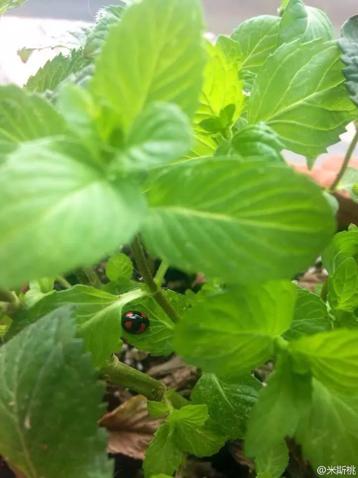 淘宝商家万能主图,万能淘宝背景音乐