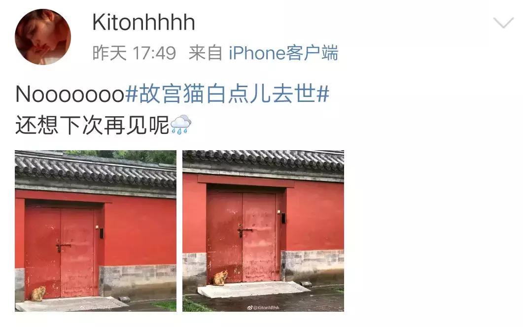 故宫的猫去世了吗,故宫的猫怎么去世的