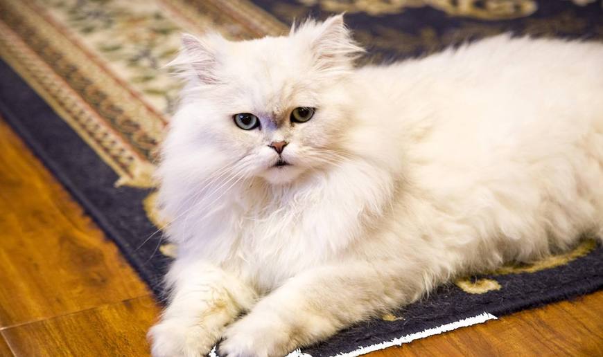 家里的猫挑食不长肉,家里的喵星人