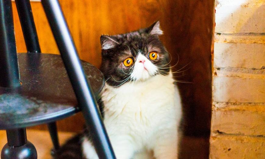 家里的猫挑食不长肉,家里的喵星人