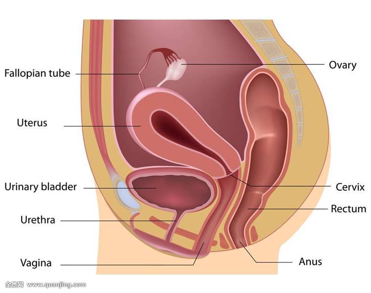 22岁女孩，体检肛门指诊检查，发现“肿物”，原来竟然是这个！