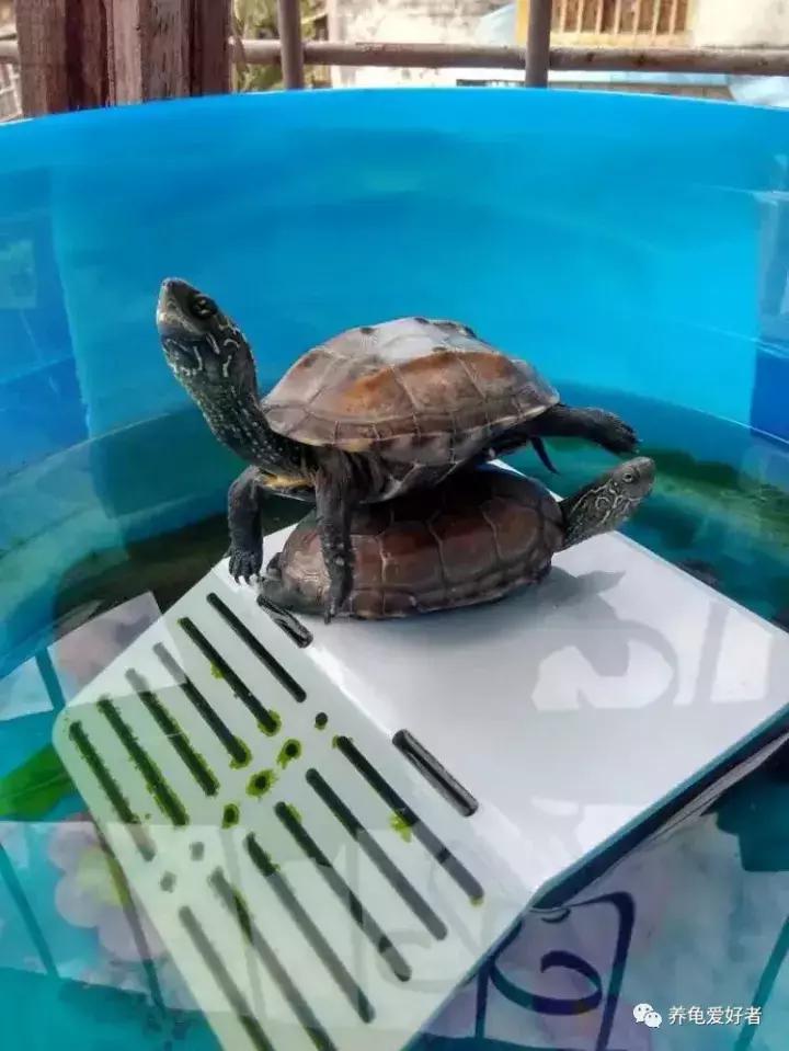 养龟的100种常见问题,新手养龟常见的坏习惯与坏心态