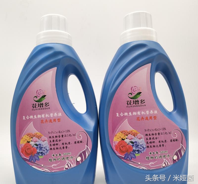 黄色百合花盆栽带花苞发货,矮一点百合花苗盆栽带花苞