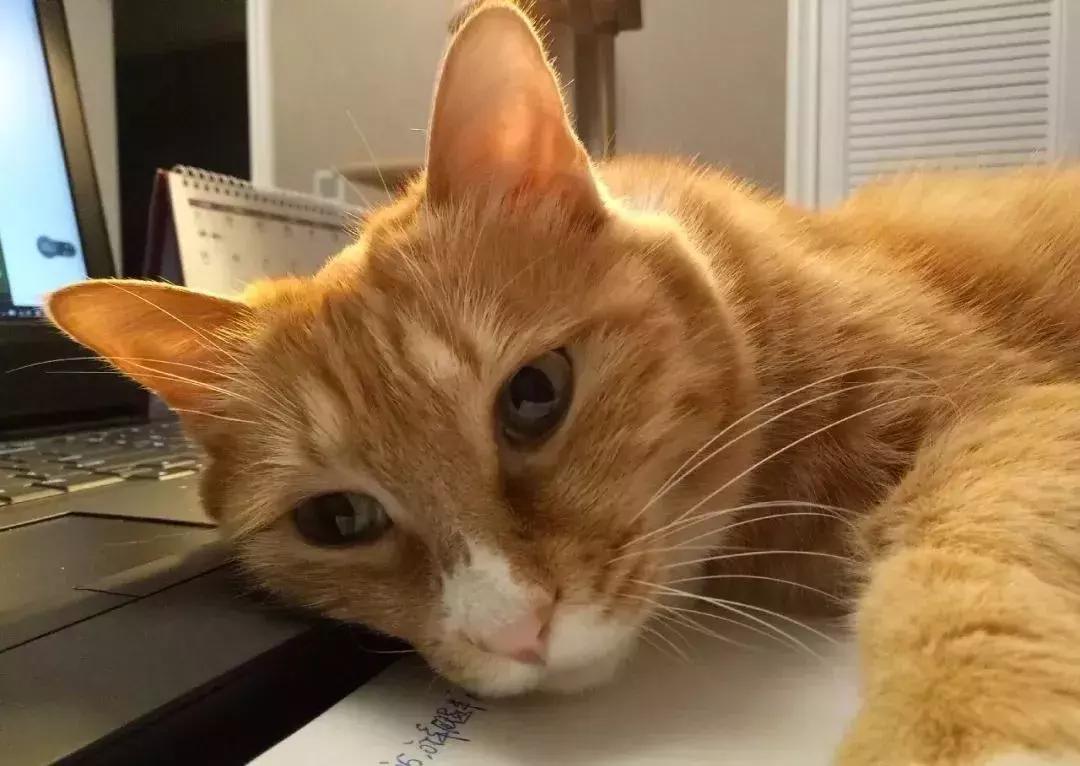 世界杯中国球迷观看视频,世界杯直播cctv5解说