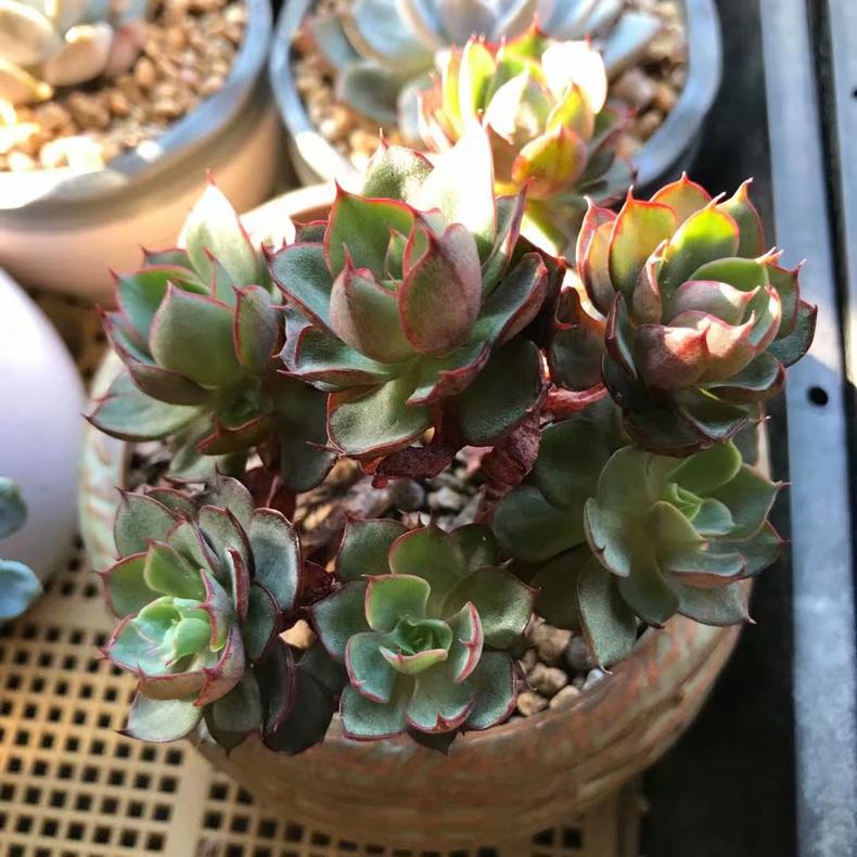 多肉植物吃水吗,多肉植物喜欢酸性土还是碱性土