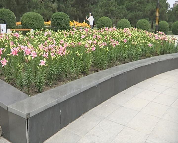 长春公园6万株芍药盛开迎客,长春公园40万余株郁金香陆续绽放