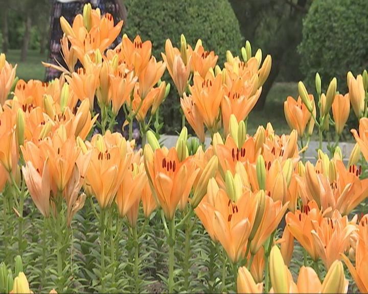 长春公园6万株芍药盛开迎客,长春公园40万余株郁金香陆续绽放