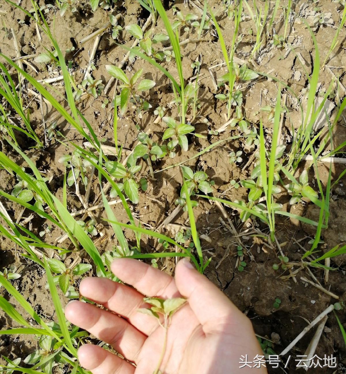 水稻田苋科杂草用什么除草剂好,旱稻田里野苋菜用什么除草剂