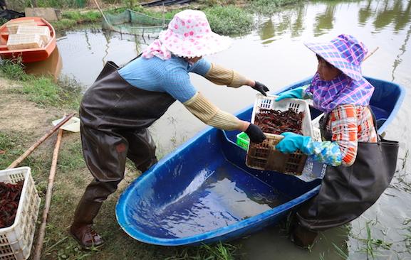 中国农村电商未来发展之路,目前农村电商带来的机遇有哪些