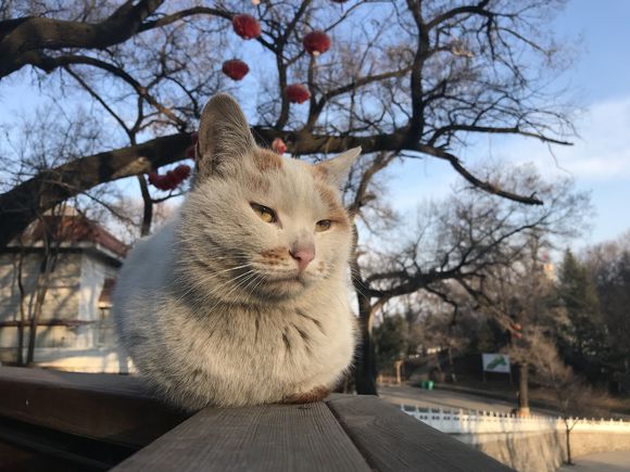又见流浪猫粘人高颜值惹人怜惜,见到过最可爱的流浪猫