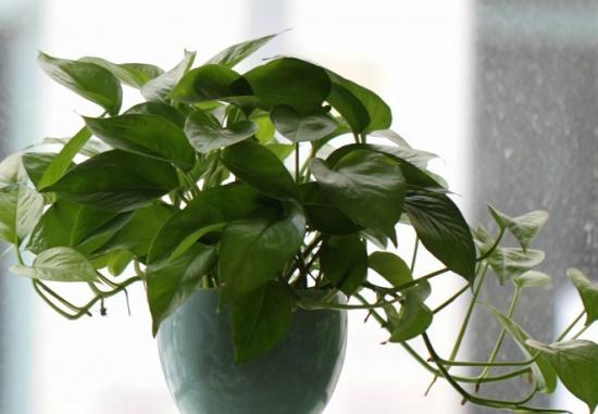 绿萝奄奄一息，简单一招，让它瞬间恢复生机！