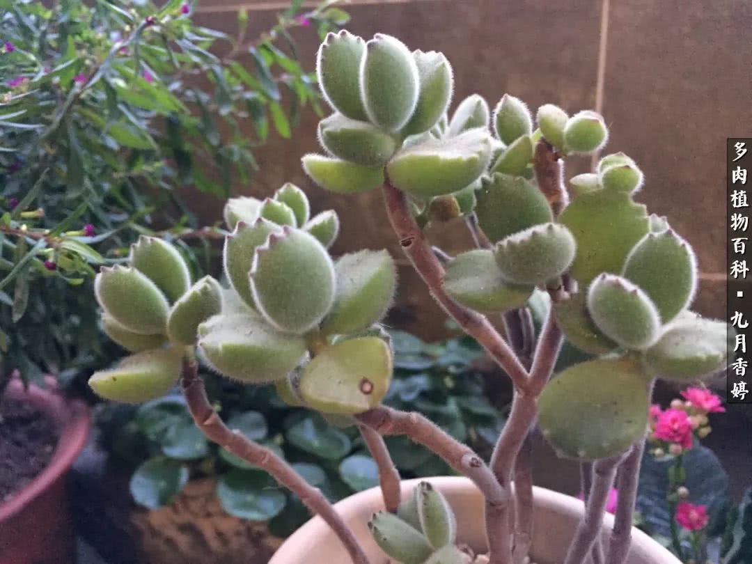 新手入坑必养多肉,刚入坑的多肉怎么养