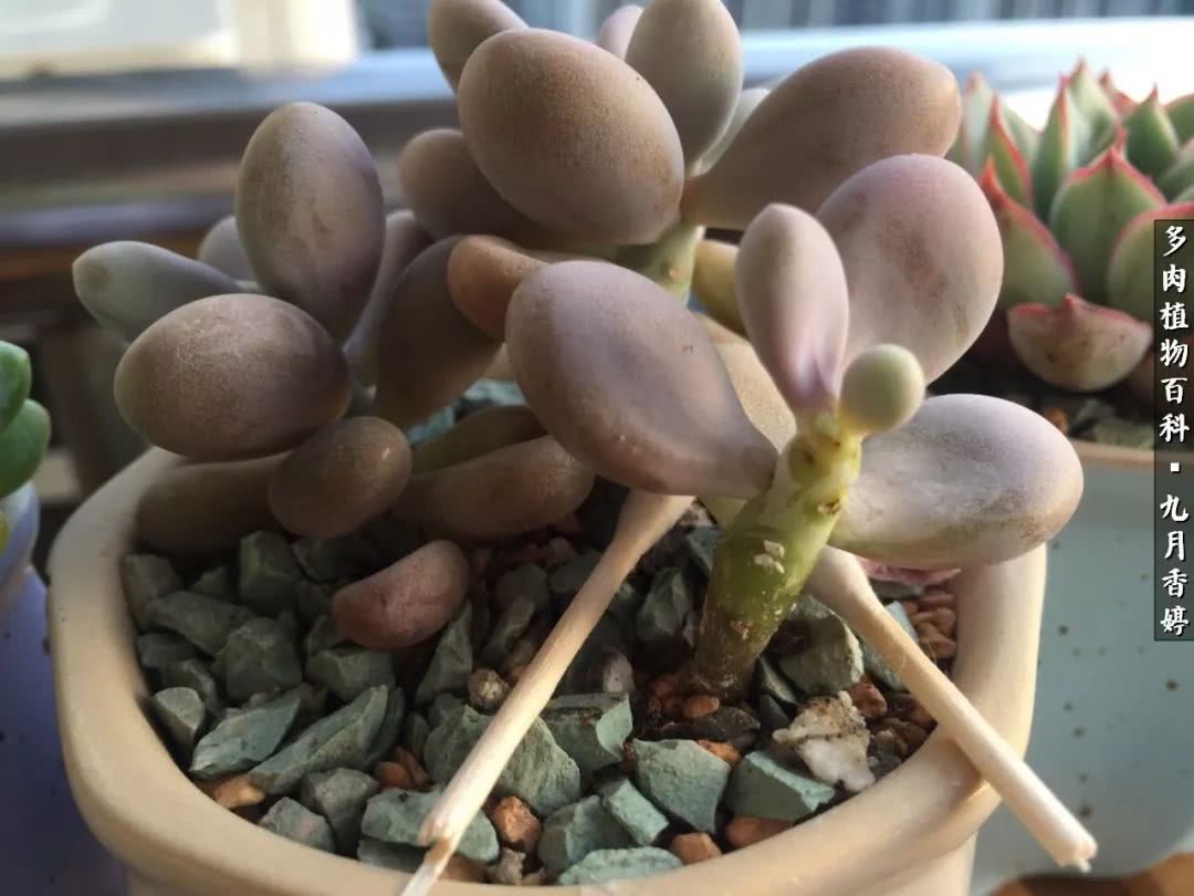 新手入坑必养多肉,刚入坑的多肉怎么养