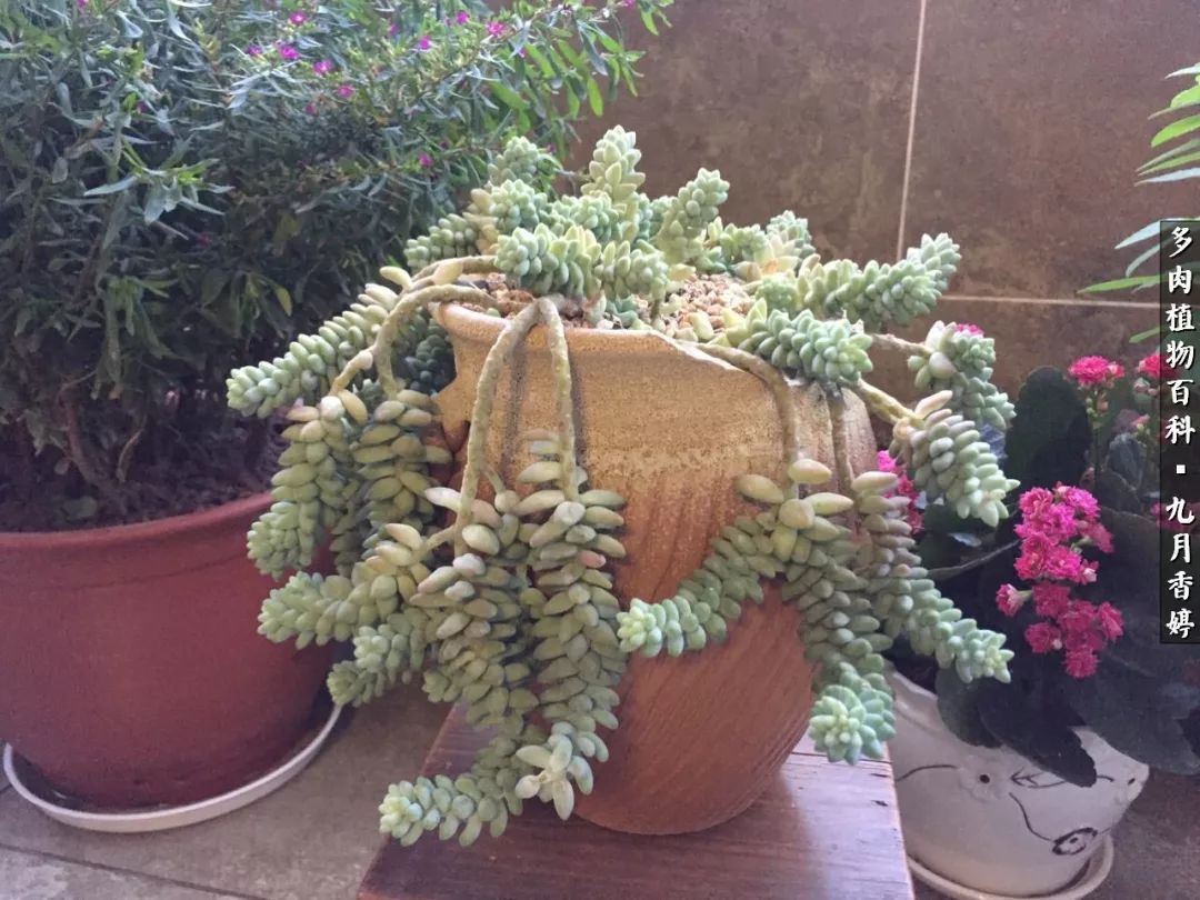 新手入坑必养多肉,刚入坑的多肉怎么养