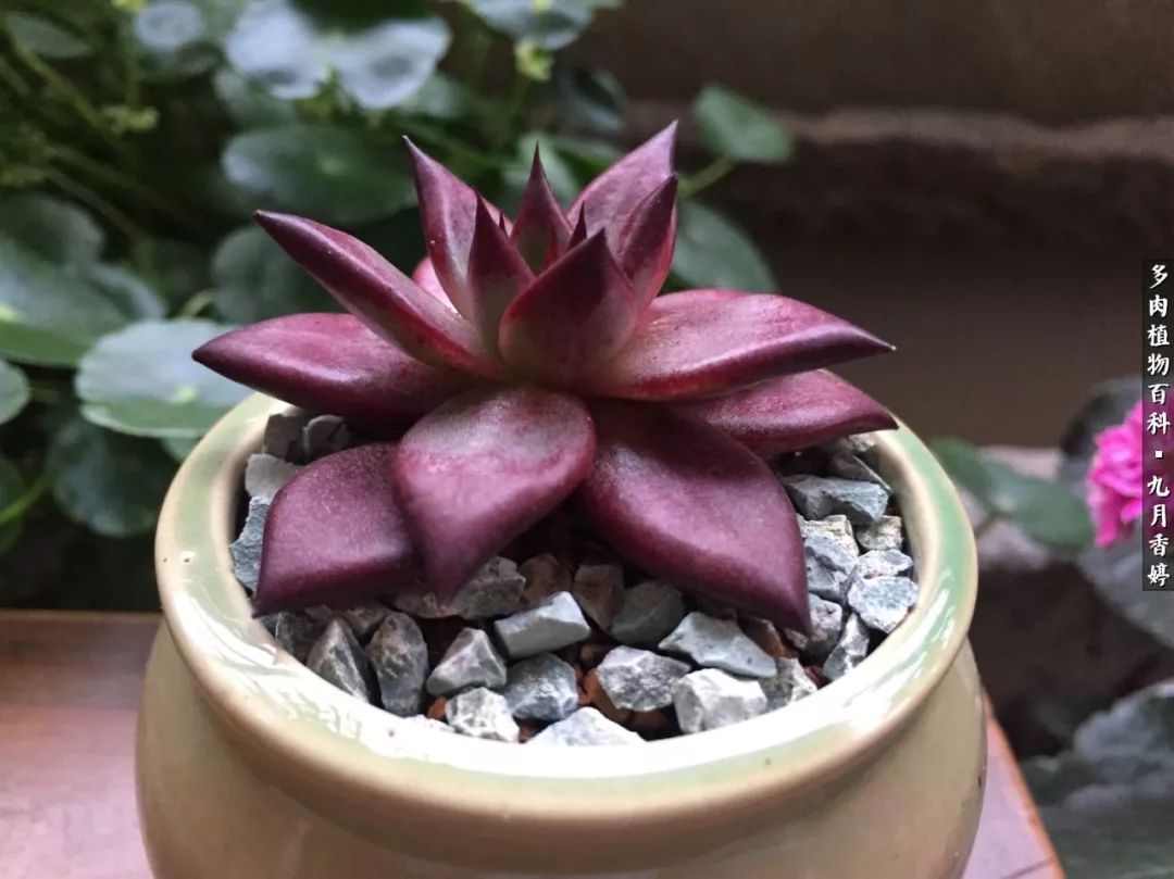 新手入坑必养多肉,刚入坑的多肉怎么养