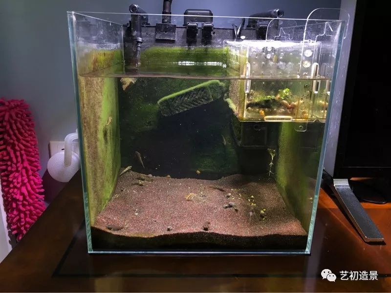 虾虎缸造景要什么过滤器,虾虎缸用什么石头造景好