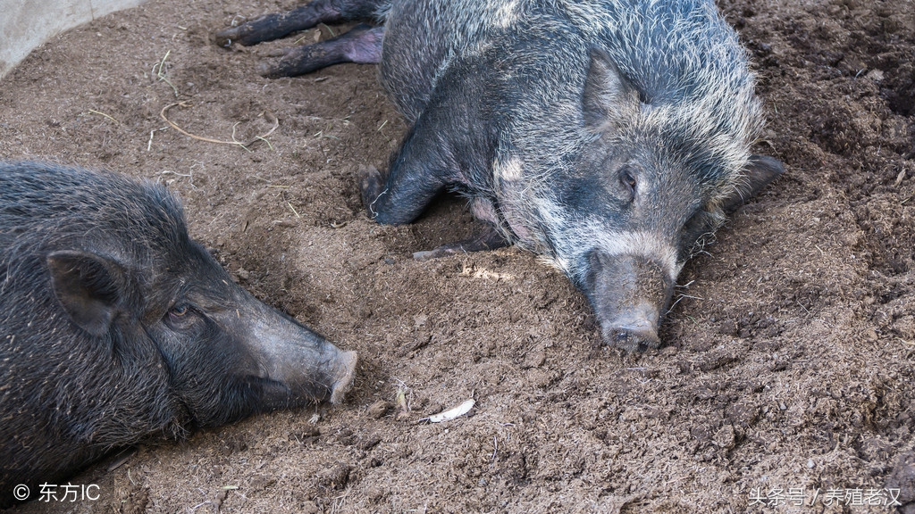 养殖户最怕的事：母猪产后瘫痪，病因和治疗方案都有了！