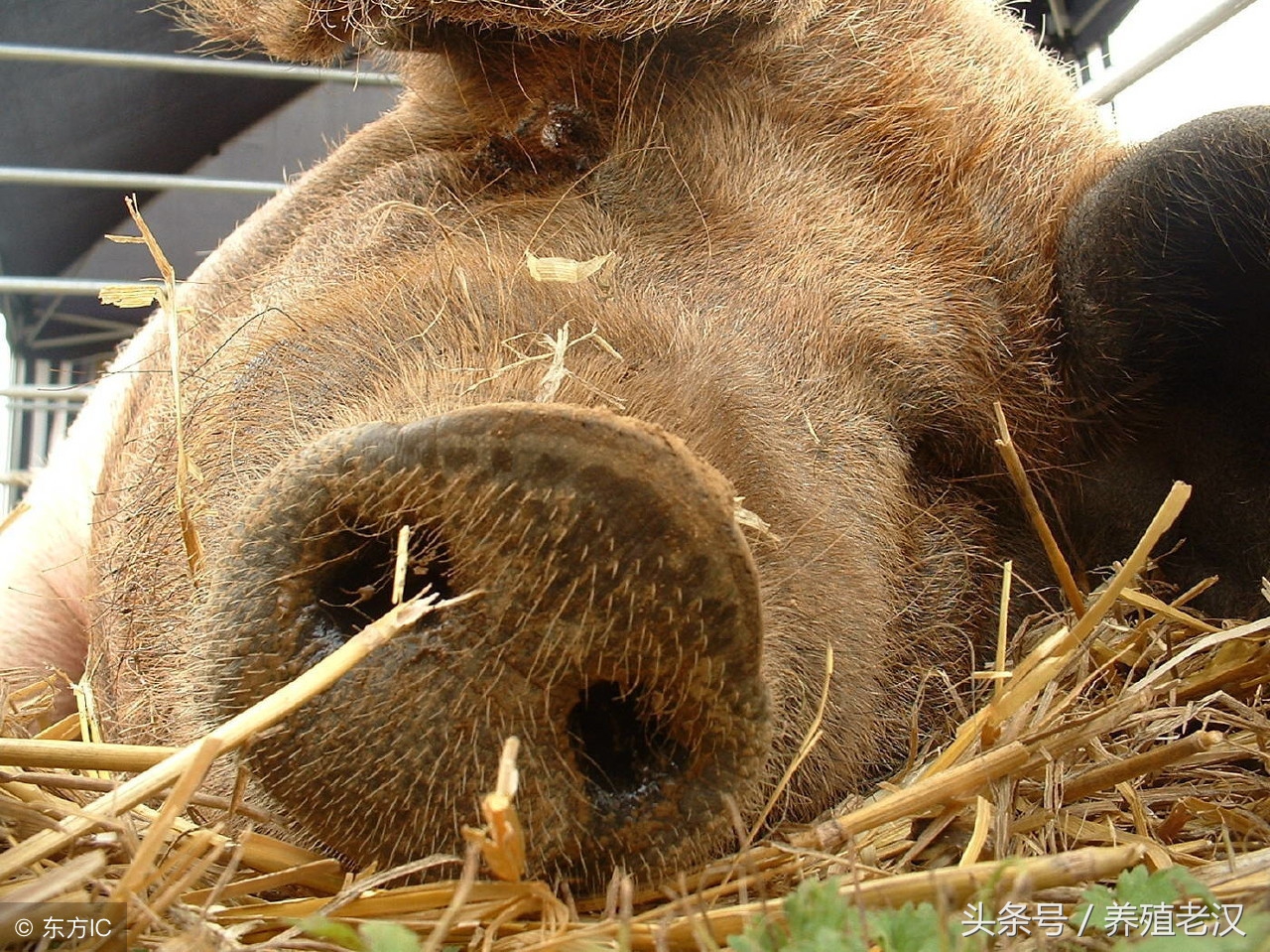 养殖户最怕的事：母猪产后瘫痪，病因和治疗方案都有了！