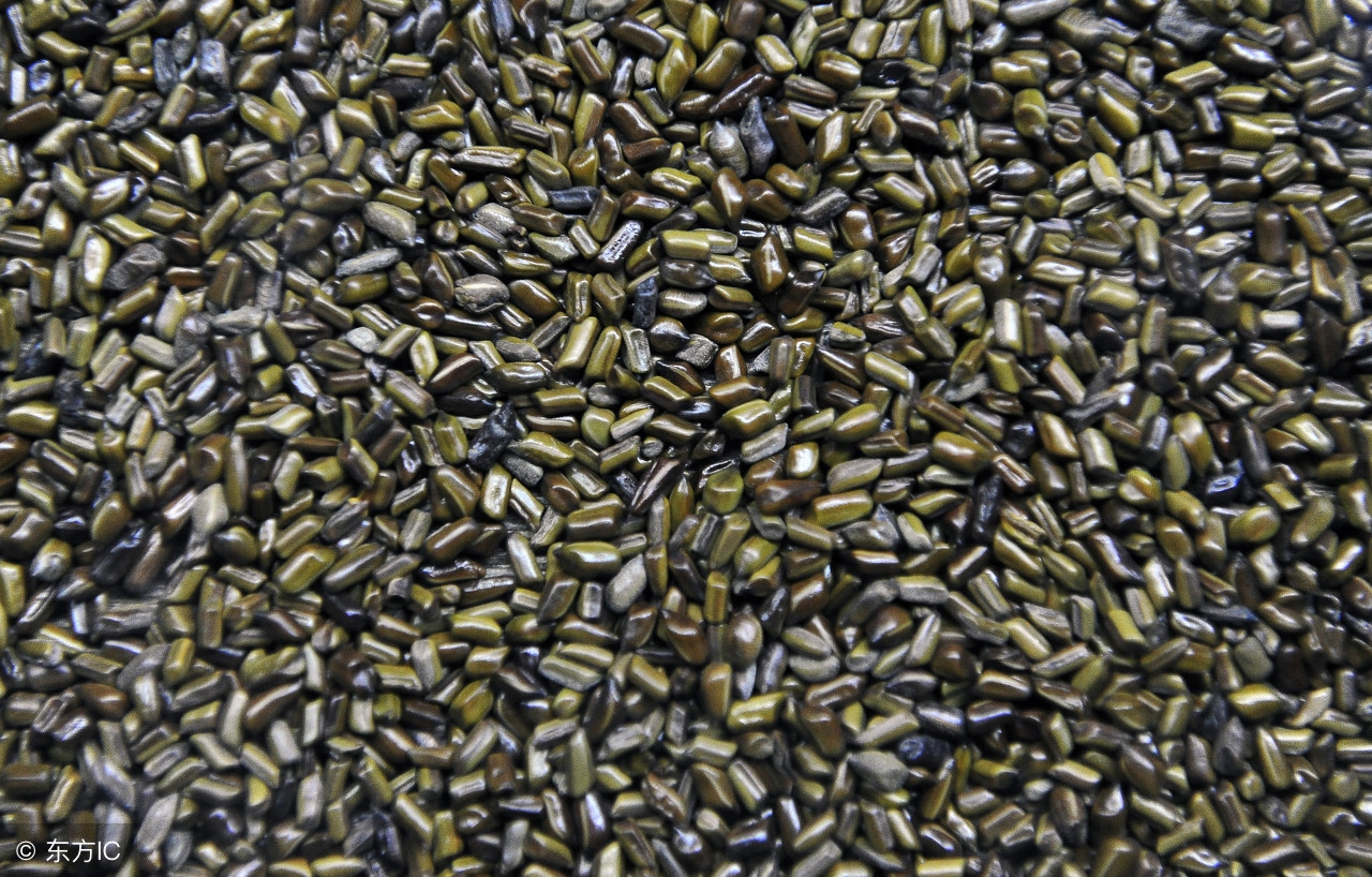 清肝明目的草药决明子,一味中药清肝明目润肠通便