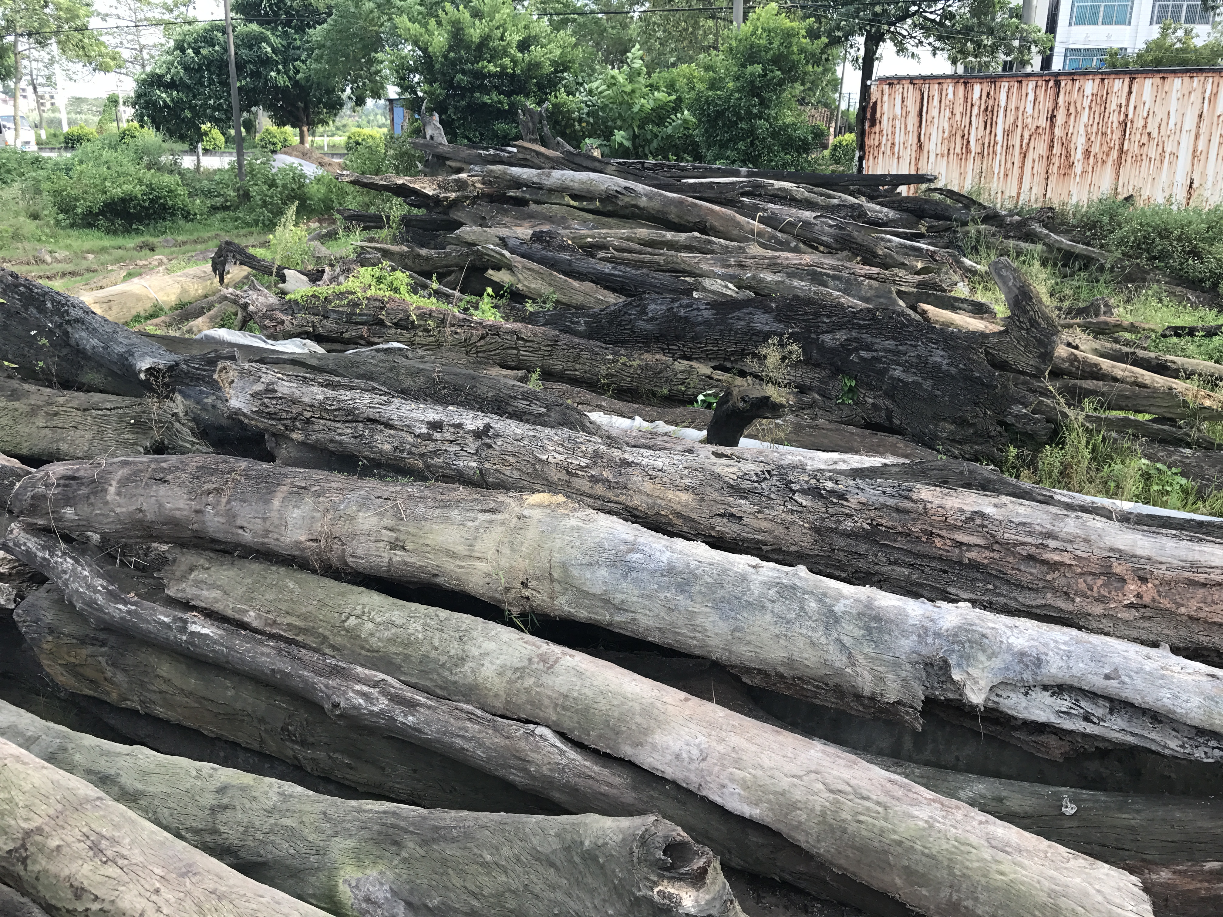 乌木佛珠手串怎么盘,手工金丝楠木佛珠手串图