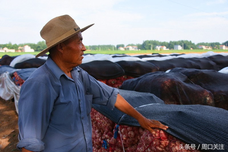 鹿邑：菜贱伤农，雨季来临，菜农20万斤大蒜滞销怎么办？