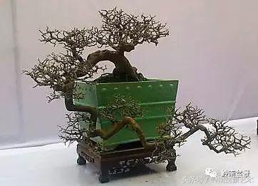 地瓜榕盆景的修剪技巧,金豆盆景修剪视频大全