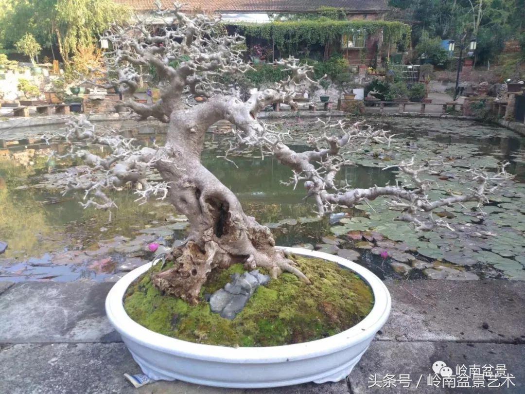 地瓜榕盆景的修剪技巧,金豆盆景修剪视频大全