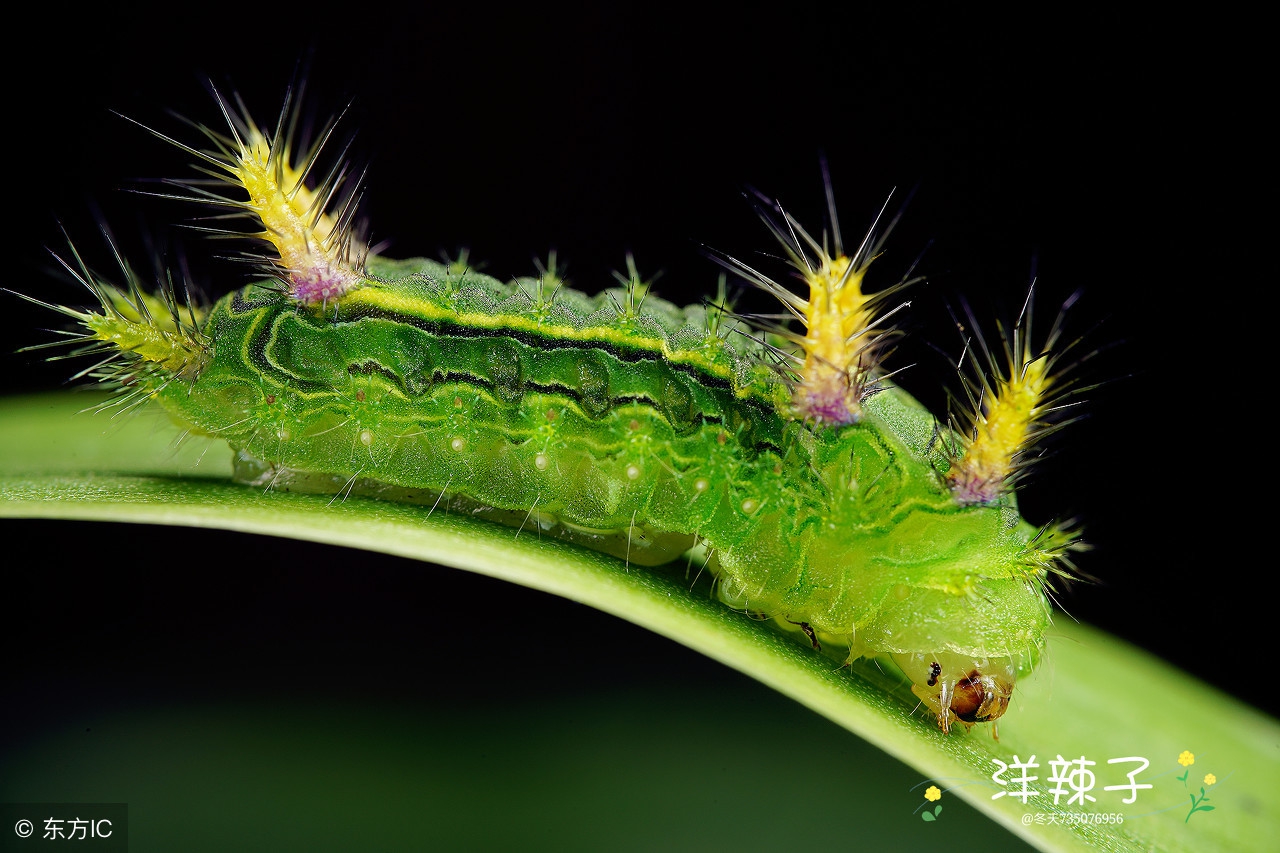 农村常见蜇人的昆虫,南方农村蜇人的虫子都有什么
