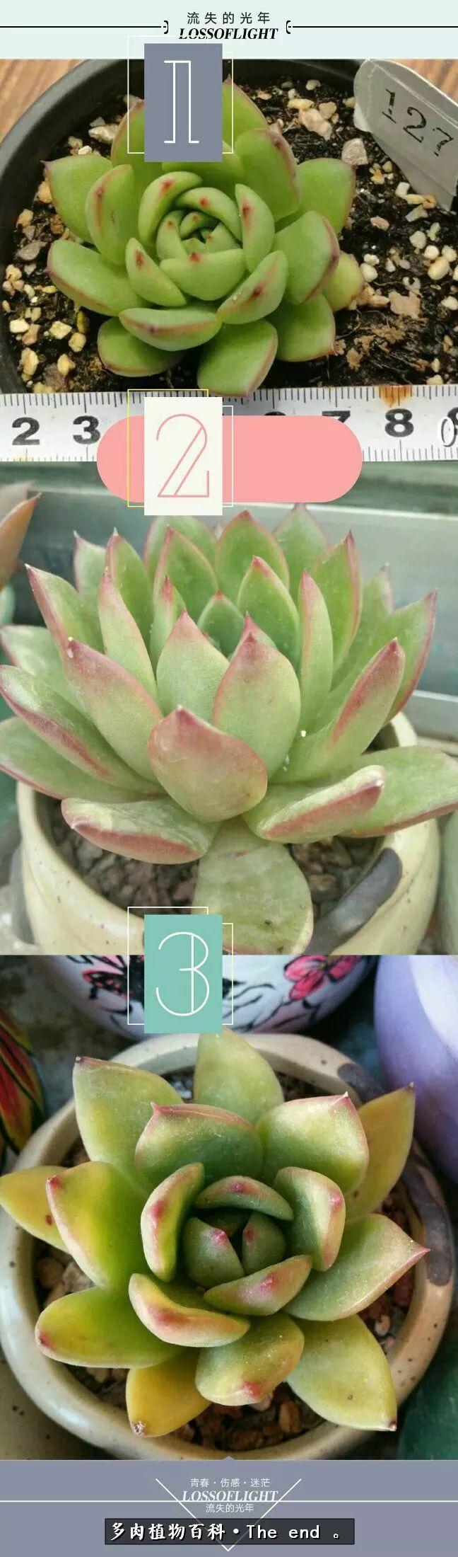 宝宝养多肉,养多肉宝妈