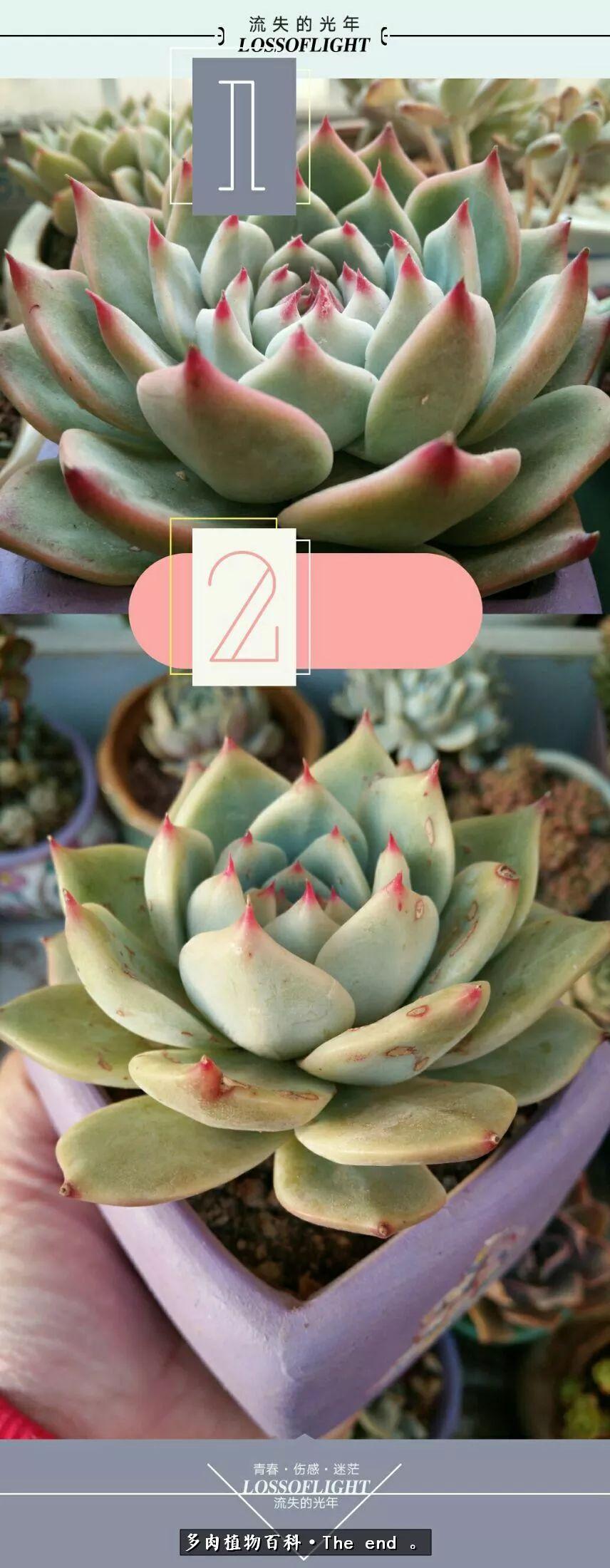 宝宝养多肉,养多肉宝妈