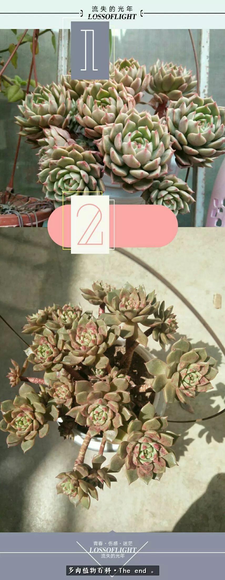 宝宝养多肉,养多肉宝妈