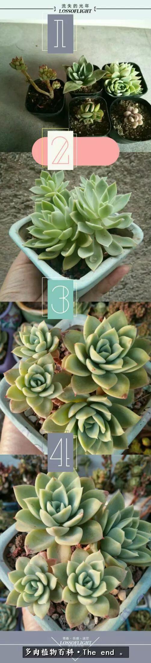 宝宝养多肉,养多肉宝妈