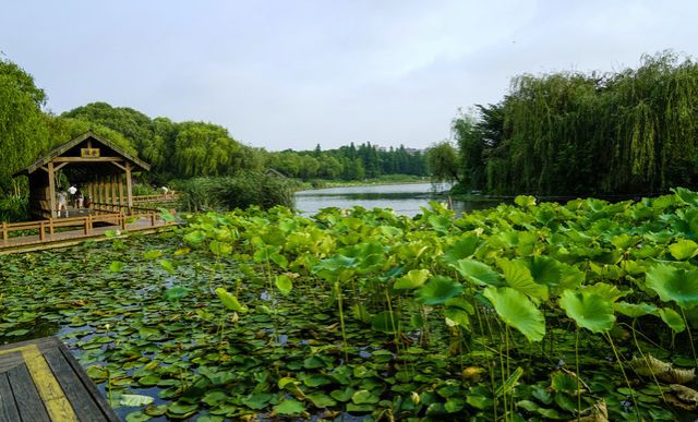 上海观景赏荷,7月赏荷花好去处