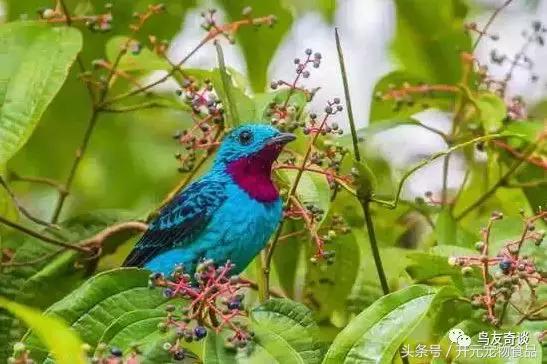 鸣潮,鸟的鸣叫声音是怎样的
