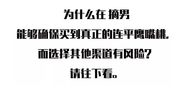 又脆又甜连平鹰嘴桃,连平正宗鹰嘴桃