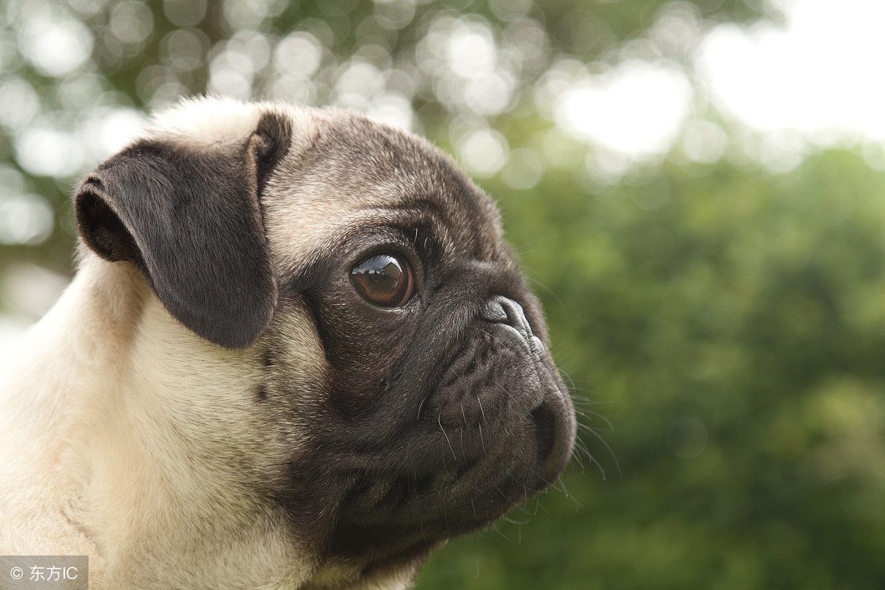 你适合养犬吗,你适合养宠物吗