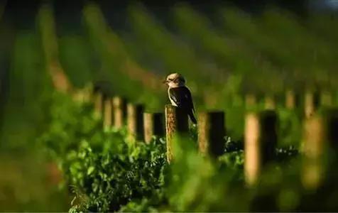 酒庄葡萄酒的酿造方法及制作步骤,李子柒葡萄酒的酿造方法
