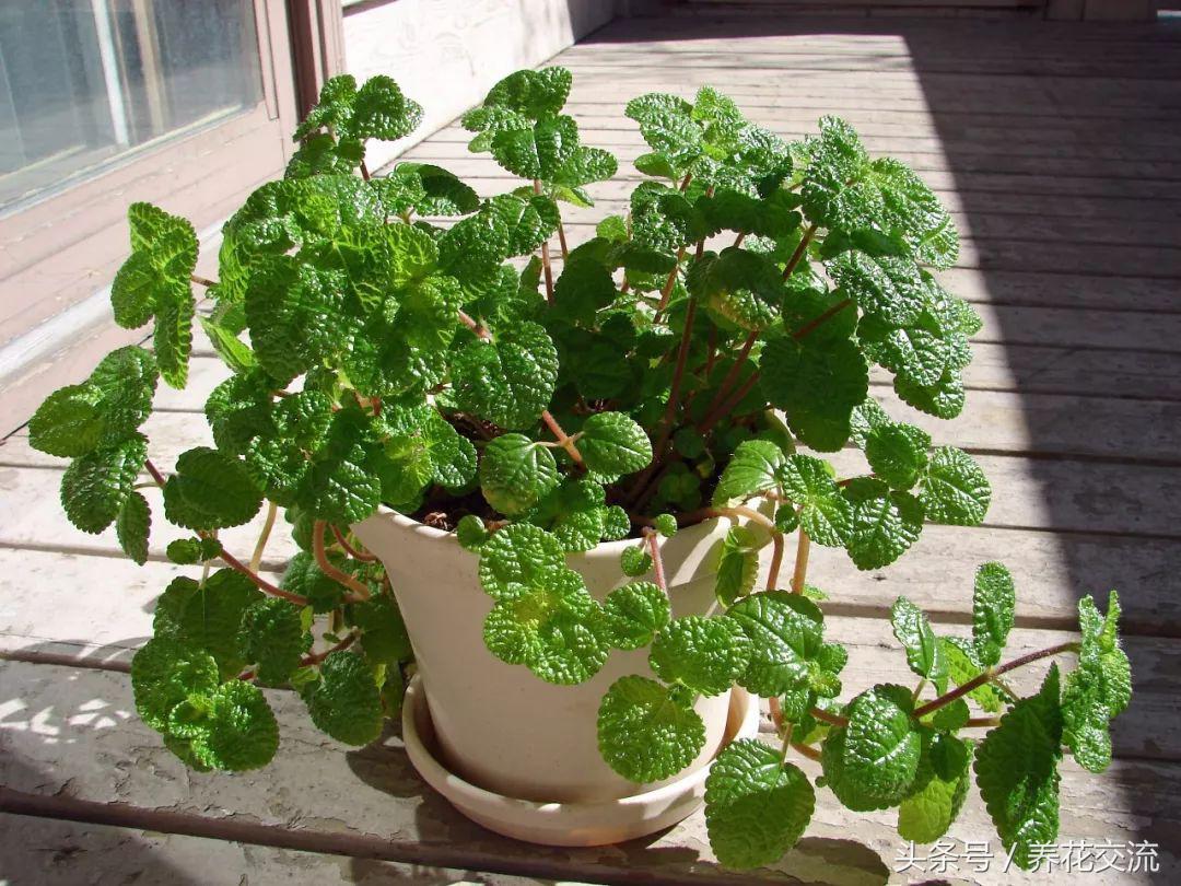 养薄荷能驱小飞虫吗,养薄荷可以防老鼠吗